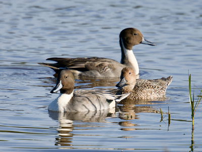 Pintail